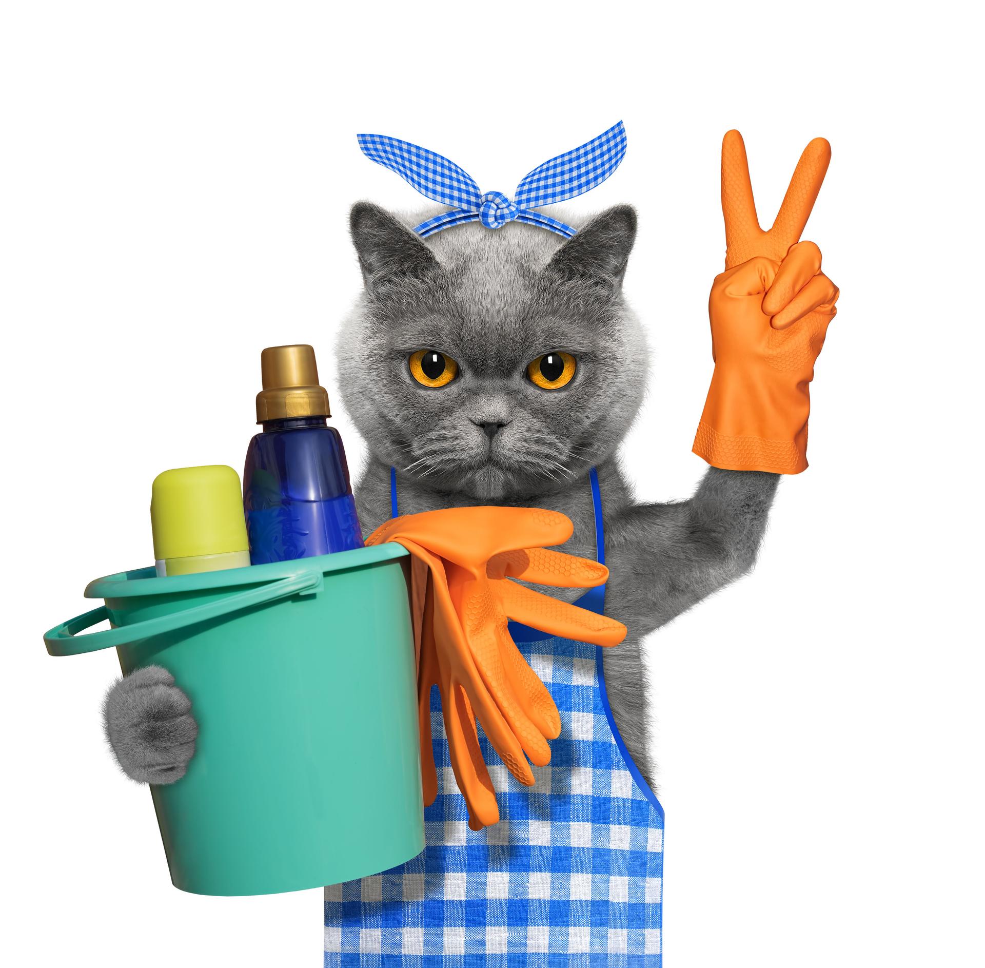 Cat in apron doing household chores. Isolated on white