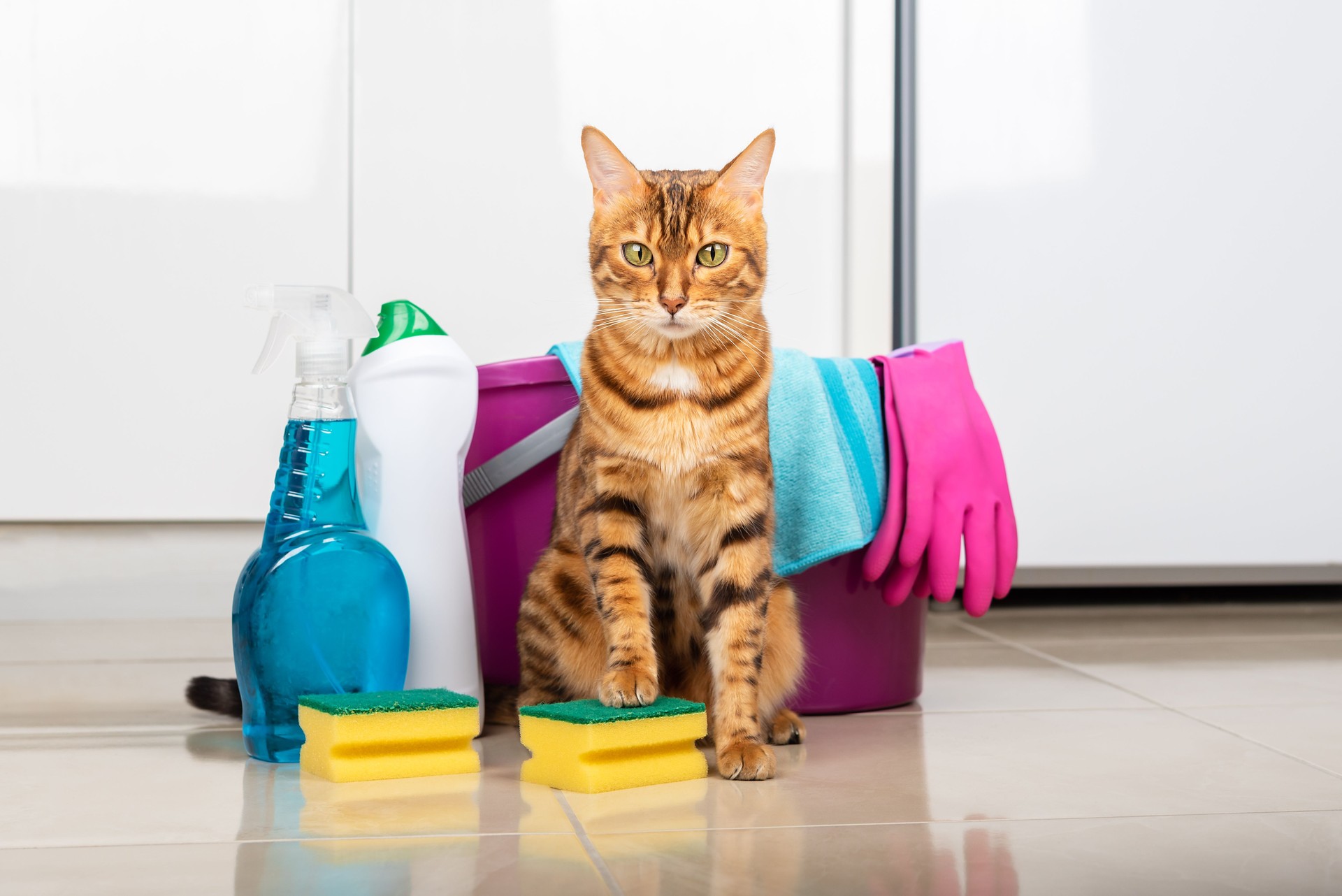 The cat holds a sponge in its paw next to detergents and rags