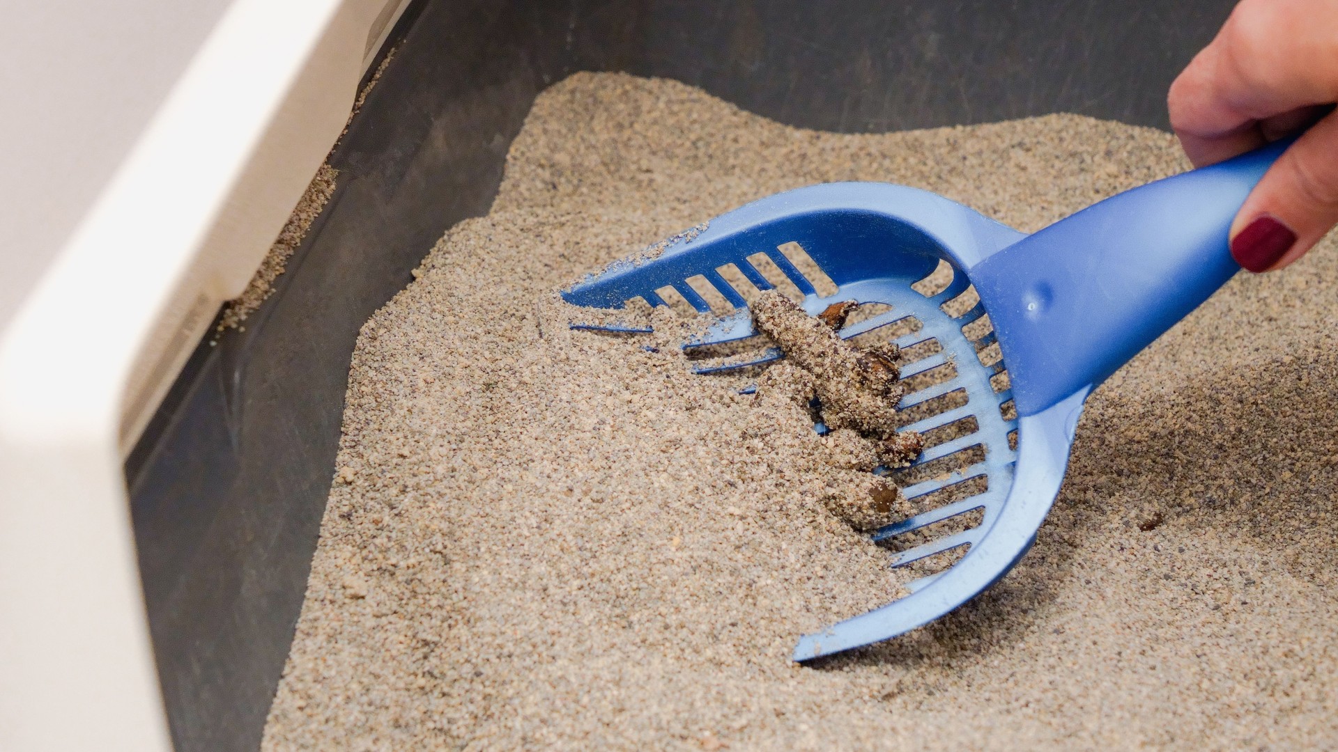 Woman Scooping Cat Litter Box with Blue Scoop during Routine Cleaning at Home