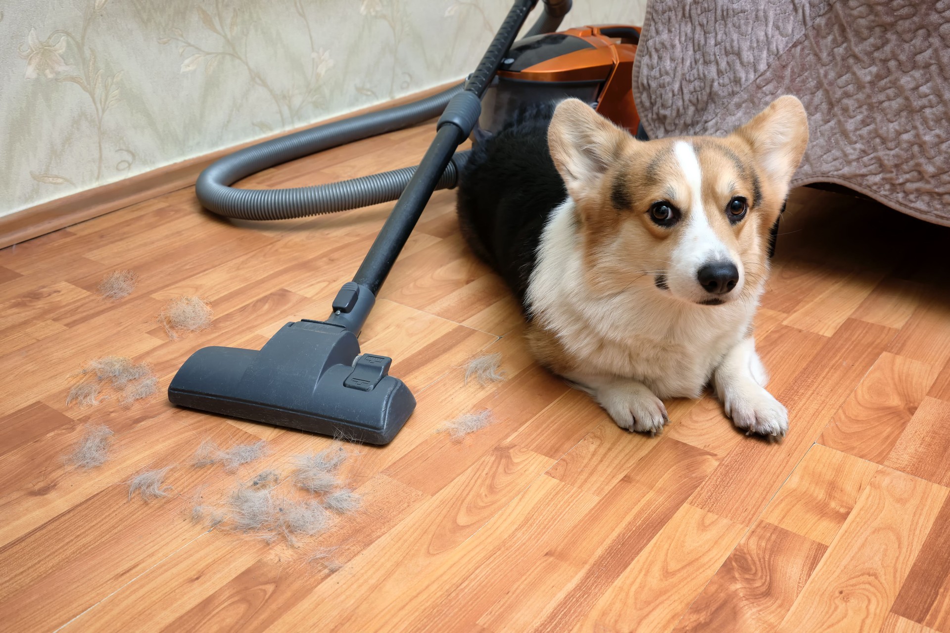 Close-up dog corgi of lots of dog hair on the bedroom floor. A vacuum cleaner in the background. Pet care and keeping the house clean.